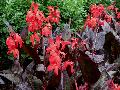 Red Futurity Canna / Canna 